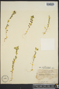 Phyllanthus caroliniensis image