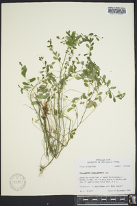 Phyllanthus caroliniensis image