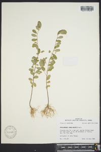 Phyllanthus caroliniensis image