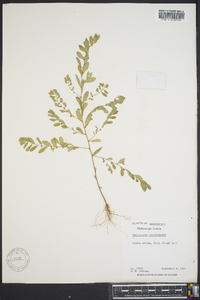 Phyllanthus caroliniensis image