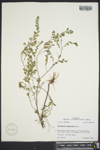 Phyllanthus caroliniensis image