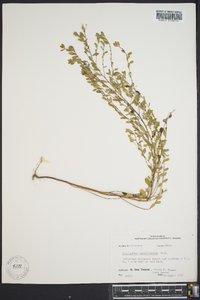 Phyllanthus caroliniensis image