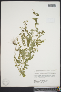 Phyllanthus caroliniensis image