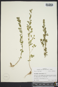 Phyllanthus caroliniensis image