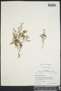 Phyllanthus caroliniensis image