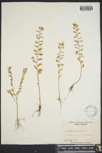 Phyllanthus caroliniensis image
