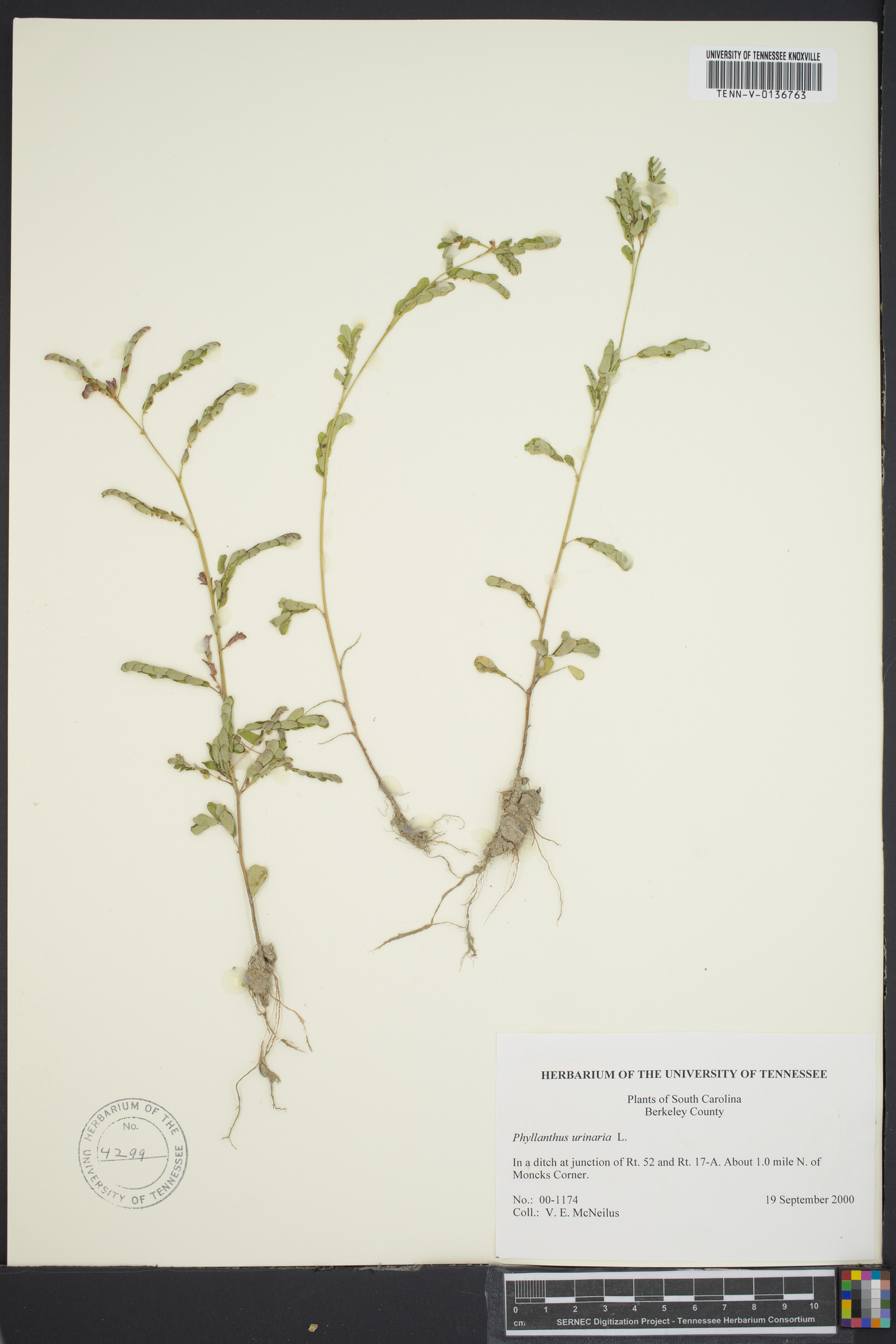 Emblica urinaria image