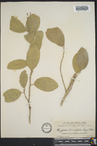 Drypetes diversifolia image