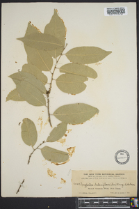 Drypetes diversifolia image