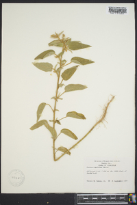 Croton capitatus image