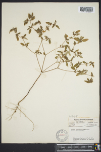 Croton monanthogynus image