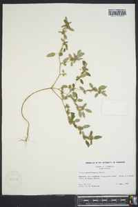 Croton monanthogynus image