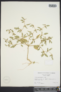 Croton monanthogynus image