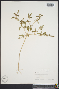 Croton monanthogynus image