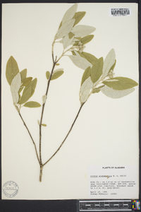 Croton alabamensis image