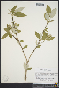 Croton alabamensis image