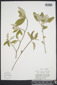 Croton alabamensis image