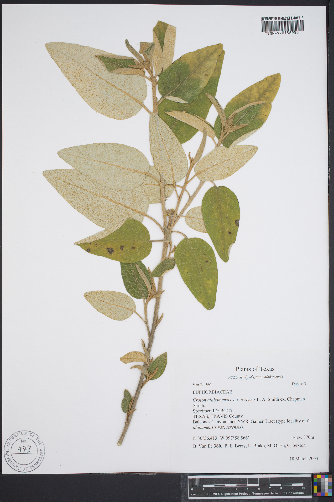 Croton alabamensis var. texensis image