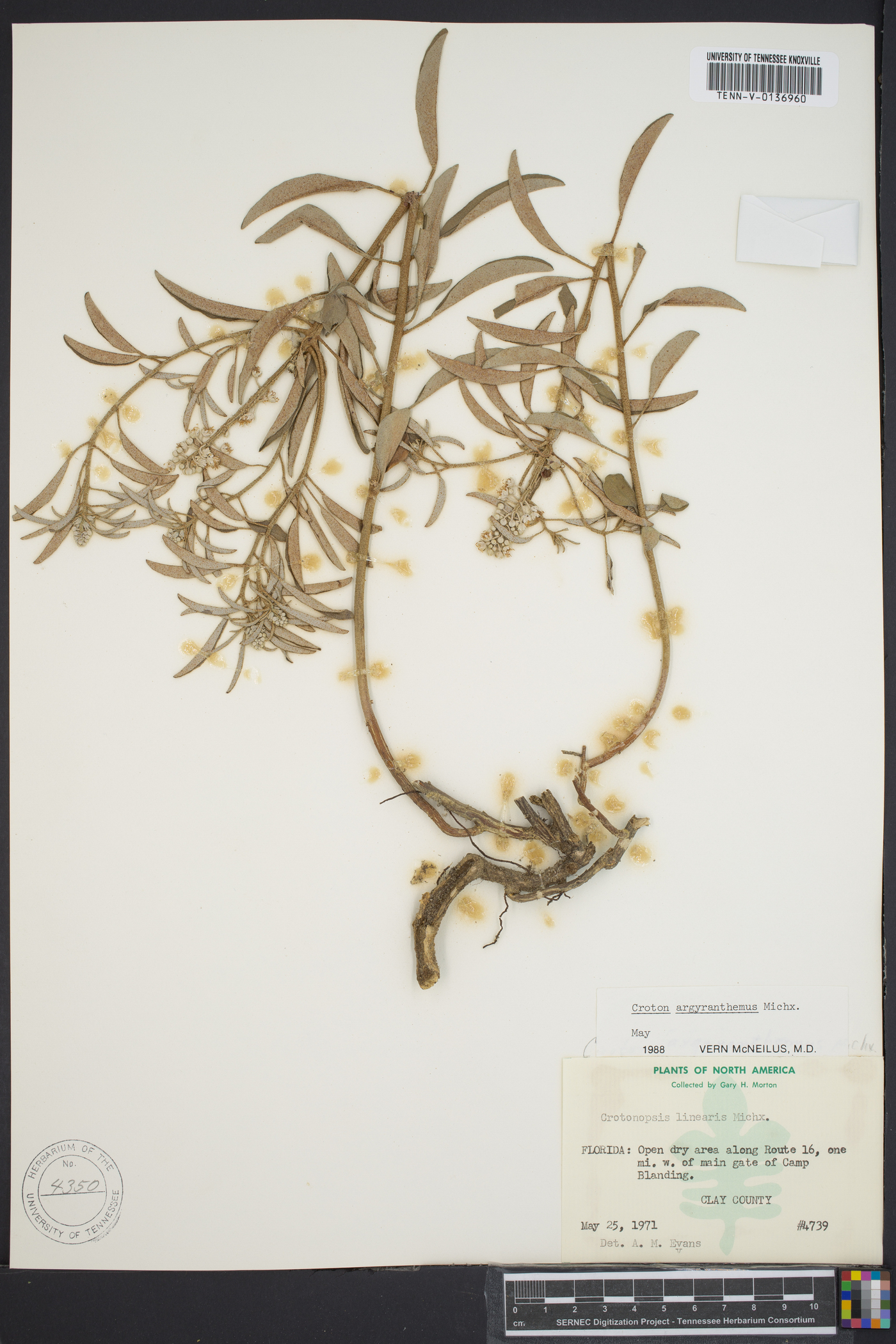 Croton argyranthemus image
