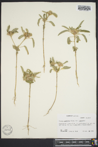 Croton capitatus var. capitatus image