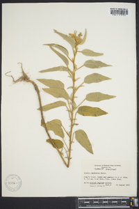 Croton capitatus image