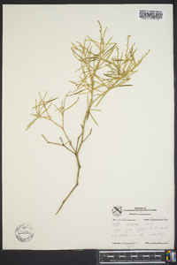 Croton linearis image