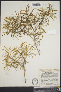 Croton linearis image