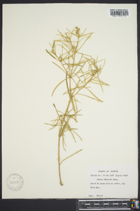 Croton linearis image