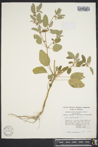 Croton monanthogynus image