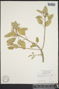 Croton punctatus image