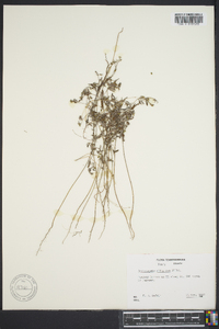 Croton michauxii image