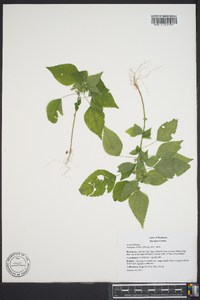 Acalypha deamii image