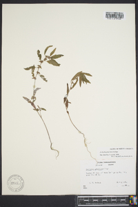 Acalypha gracilens image