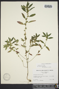 Acalypha gracilens image