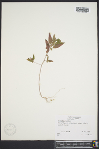 Acalypha gracilens image