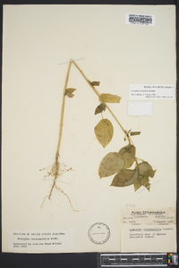 Acalypha ostryifolia image