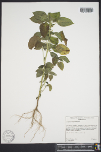 Acalypha ostryifolia image