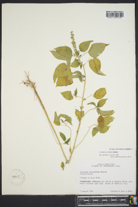 Acalypha ostryifolia image