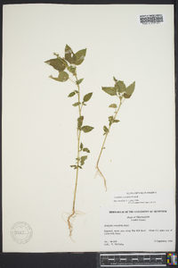 Acalypha ostryifolia image