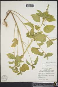 Acalypha ostryifolia image