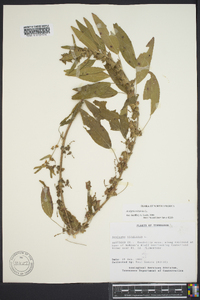 Acalypha virginica image