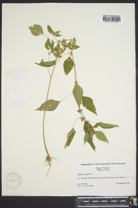 Acalypha virginica image