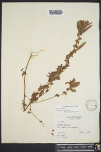 Acalypha virginica image