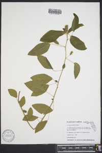 Acalypha arvensis image