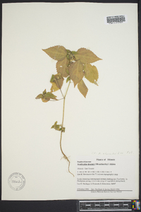 Acalypha deamii image