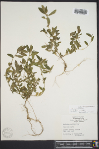 Acalypha gracilens image