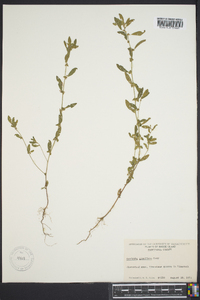 Acalypha gracilens image