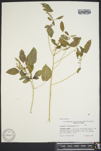 Acalypha ostryifolia image