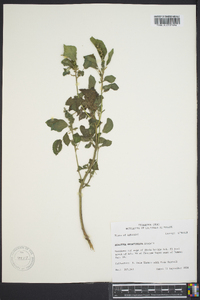 Acalypha ostryifolia image