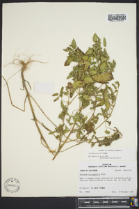 Acalypha ostryifolia image